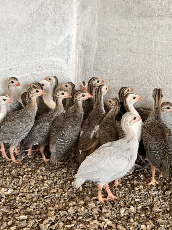 Guineafowl (கினி கோழி)