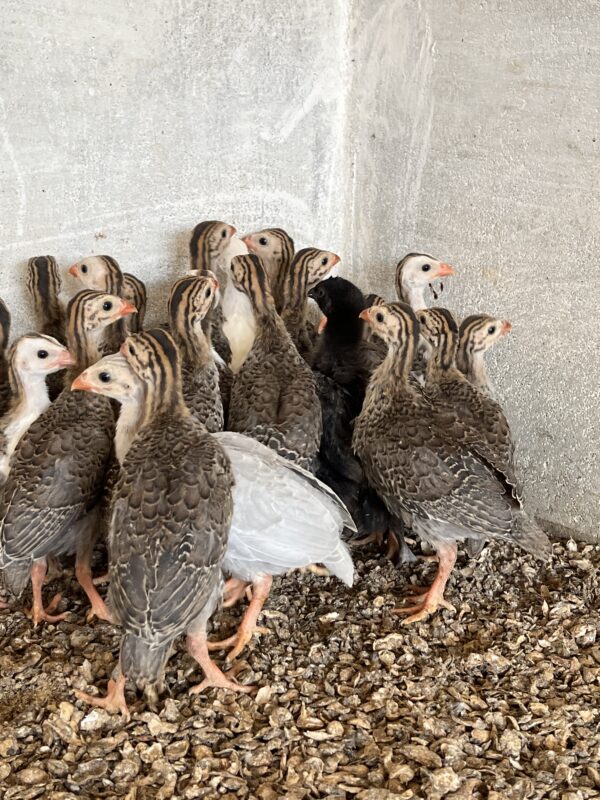 Guineafowl (கினி கோழி) - Image 3