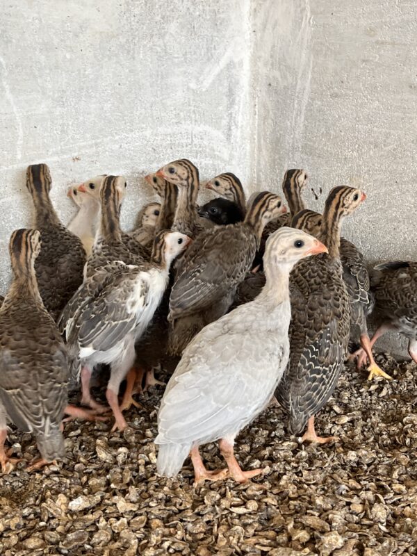 Guineafowl (கினி கோழி) - Image 5