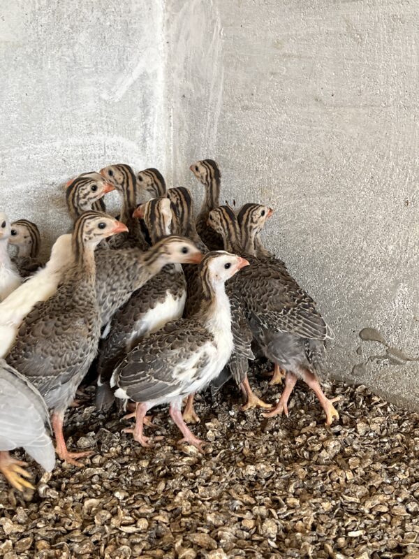 Guineafowl (கினி கோழி) - Image 4