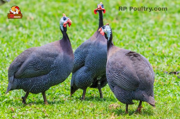 Guineafowl (கினி கோழி)