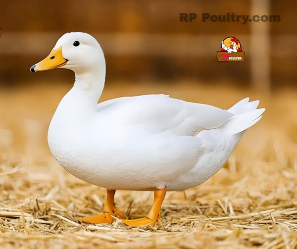 duck (வாத்து)