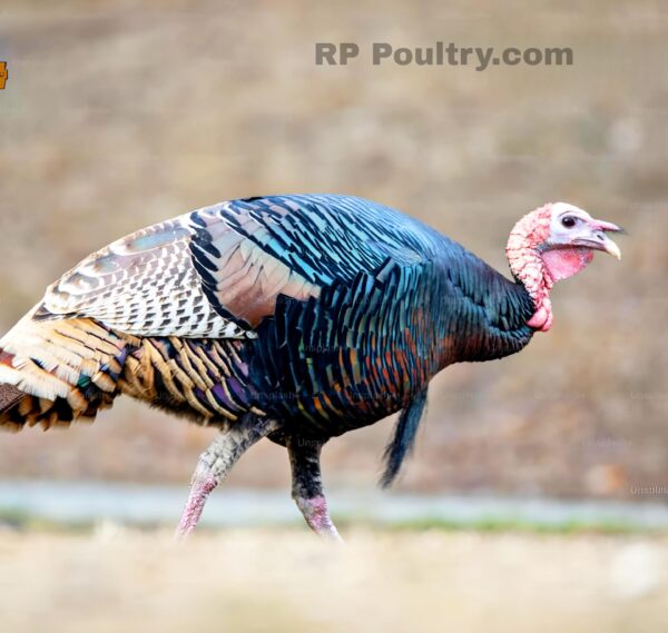 Turkey (வான்கோழி)