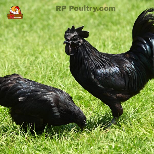 Kadaknath (கடக்நாத்)