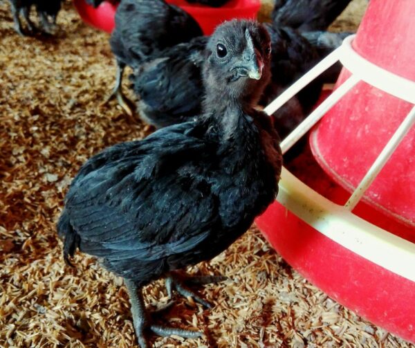 Kadaknath (கடக்நாத்)